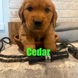 Cedar - Dark golden male Golden Retriever puppy in Rexburg, Idaho from Teton View Golden Retrievers