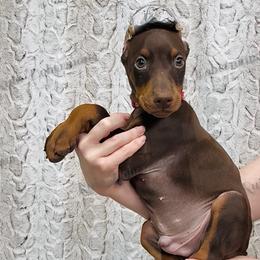 Red Collar - Red and rust male Doberman Pinscher puppy in Louisville, Kentucky from Ruiz Dobermans