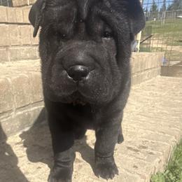 Capricorn - Black female Chinese Shar-Pei puppy in Chipley, Florida from HapPei House of Wrinkles