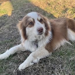 Remi - Miniature Australian Shepherd