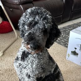 Luna - Goldendoodle