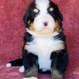 Green Collar Male - Black rust and white male Bernese Mountain Dog puppy in Bristol, Tennessee from Holston Hollow Farm