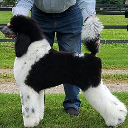 Poodle puppies from N'Co. Parti Poodles