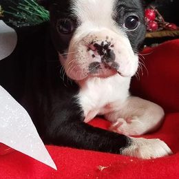 Boston Terrier Puppies from Beatrice's Kennels