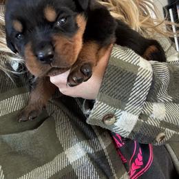 Boy 1 - Black and tan male Rottweiler puppy in Cheshire, Connecticut from Von Der Hügelspitze