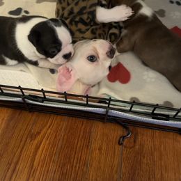 Boston Terrier Puppies from Angie's Little Bostons
