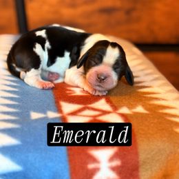 Emerald - Black and white female English Springer Spaniel puppy in Uvalda, Georgia from Willow Creek Farms