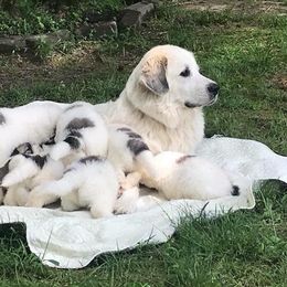 Great Pyrenees and Leonberger Puppies from Easter Acres