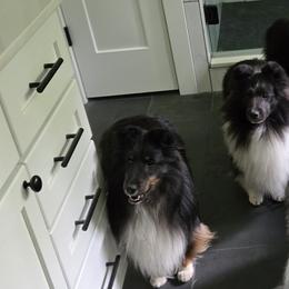 Shetland Sheepdogs from Therese Walters