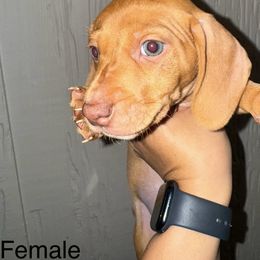 Dachshund Puppies from Weenie Hut Jrs