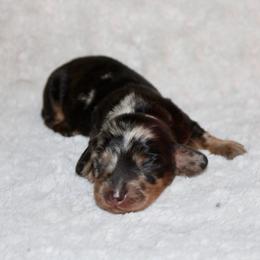 Girl 1 - Dapple female Dachshund puppy in Paris, Texas from Kuttin’ Up Mini Aussies