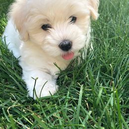 Coton de Tulear Puppies from Hopecrest Show Dogs