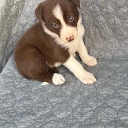 Girl 4 - Red female Border Collie puppy in Centerville, Washington from Forthright Farms