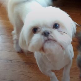 Shih Tzu Puppies from N.F.S.T Imperial ShihTzu Puppies.