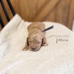 Charm - Apricot female Maltipoo puppy in Huntsville, Texas from Nelson Creek Farms