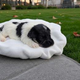 Alfalfa - Parti male Miniature Schnauzer puppy in Bloomington, California from Michael's Minis