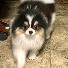 Finn - Pomeranian