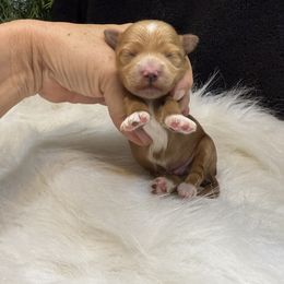 Kringle - Red male Havanese puppy in Bowling Green, Kentucky from Denise Clark