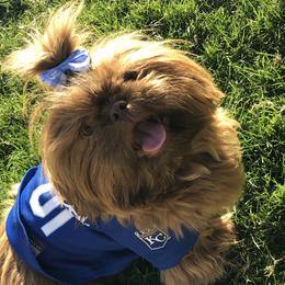 Shih Tzus from Southwest Shih Tzu