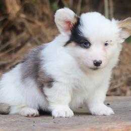American Corgi, Cardigan Welsh Corgi, and Pembroke Welsh Corgi Puppies from Diamond Corgis