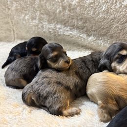 Boy 1 - Black and tan male Dachshund puppy in Oelwein, Iowa from Shaffer Dachshunds