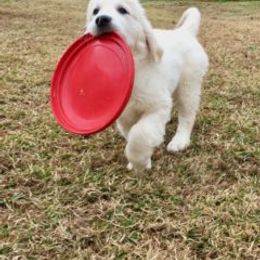 Golden Retriever Puppies from Silkspun Goldens