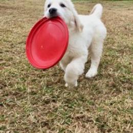 Golden Retriever Puppies from Silkspun Goldens