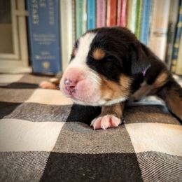 Purple Girl (Fern) - Black, white and red female Greater Swiss Mountain Dog puppy in Edinboro, Pennsylvania from Greater Swiss of Whitetail Acres