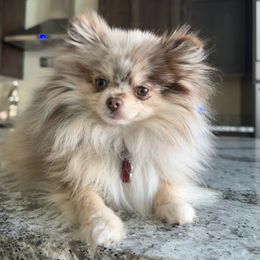 Mouse - Pomeranian