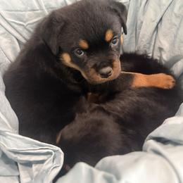 Stormi - Black and mahogany female Rottweiler puppy in Parker, Colorado from Denver Rottweilers