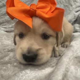 Prancer: Orange collar - Golden female Golden Retriever puppy in Monterey, Tennessee from Lawson’s Green Acres Goldens and Mini Dachshunds