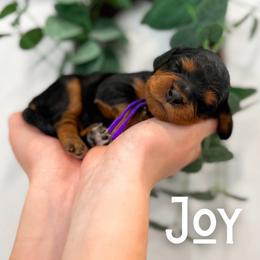 Joy - Black and tan female Cavapoo puppy in South Jordan, Utah from Wonderful World Doodles
