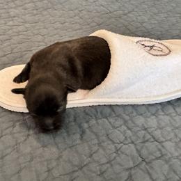 Bethany Hamilton - Black female Havana Silk Dog puppy in Mevhanicsburg, Pennsylvania from Treasure Isle Silks