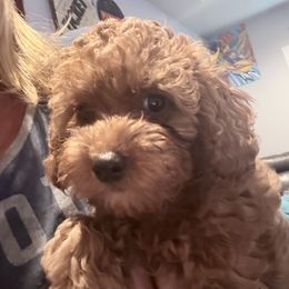 Gray Boy (Price Reduced) - Red  male Goldendoodle puppy in Spring Branch, Texas from Texas Hill Country Doodles