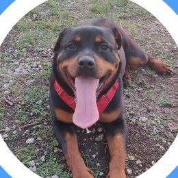 Maia - Rottweiler