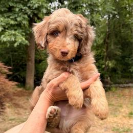 Nacho - Red merle male Aussiedoodle puppy in Mulino, Oregon from Korbella Farm
