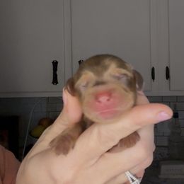 Tank - Dapple male Dachshund puppy in Brandon, Florida from Knights Dachshunds