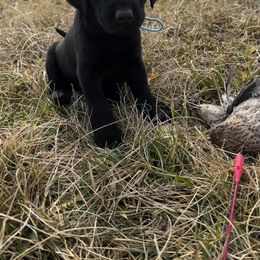 Labrador Retriever Puppies from Brush Creek Retrievers