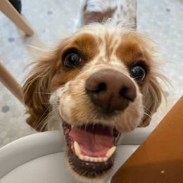Cocker Spaniels from Van gass Puppies