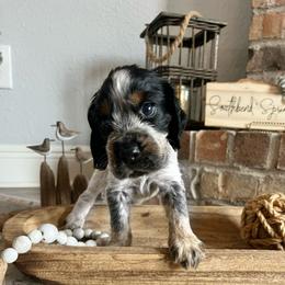 Luke - Tri-Roan male English Springer Spaniel puppy in Wilmer, Alabama from Southbend Springers