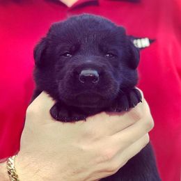  Puppies from Keys K9s