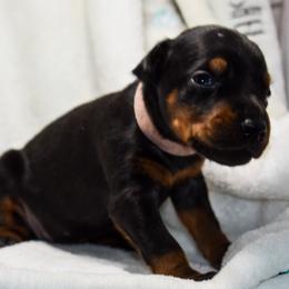 Doberman Pinscher Puppies from Indah Lux Dobermans