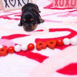 Valentine 2100 - Black and tan female Dachshund puppy in Denison, Texas from Digging Dachshunds