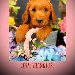 Bernedoodle, Goldendoodle, Golden Retriever, and Poodle Puppies from Red String Farmstead