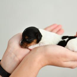 Barbie - Piebald female Dachshund puppy in Youngstown, Florida from Paradox Dachshunds