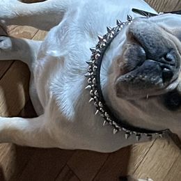 Boxers and French Bulldogs from Galaxy Boxers & French Bulldogs