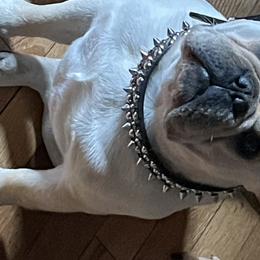 Boxers and French Bulldogs from Galaxy Boxers & French Bulldogs