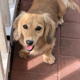 Rhaella - Dachshund