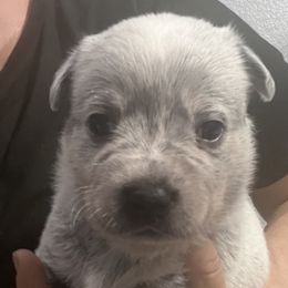 -Boy 1 - Blue male Australian Cattle Dog puppy in Kaufman, Texas from Emberwick Ranch