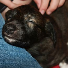 Windsprite Puppies from Wylde Pups